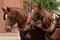 Beautiful team of horses pulling stagecoach