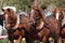 Beautiful team of horses pulling stagecoach