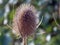 Beautiful teasel seedhead detail at autumn