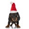 Beautiful teckel dachshund  puppy with christmas hat standing on white background