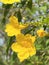 beautiful Tecoma stans flowers in the garden