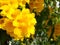 Beautiful Tecoma stans Yellow bell flower mocro, focusing only on the blurred background.