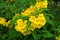 Beautiful Tecoma Stans or Yellow Trumpetbush Flowers