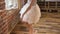 Beautiful teen ballerina dances gracefully in her pointe ballet shoes at the ballet class. Ballerina wearing white tutu