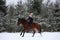 Beautiful teenager girl galloping on brown horse