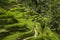 The beautiful Tegalallang rice terraces near Ubud in Bali