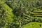 The beautiful Tegalallang rice terraces near Ubud in Bali