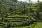 The beautiful Tegalallang rice terraces near Ubud in Bali