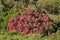 Beautiful telephoto view of spring big pink wild rhododendron blooming flowering tree with dark green leaves, Howth Rhododendron