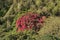 Beautiful telephoto view of spring big pink wild rhododendron blooming flowering tree with dark green leaves, Howth Rhododendron