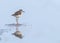 Beautiful Temminck's Stint bird reflected on the surface of a shallow water during the daytime