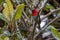 Beautiful Temminck's Sunbird (Aethopyga temminckii) in montane forest Sabah ,Borneo