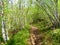 Beautiful temperate, deciduous, broadleaf forest in spring