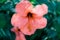 Beautiful tender blooming peachy pink hibiscus flower on teal color foliage leaves. Summer tropical floral background. Blurred