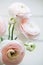 Beautiful tender blossoming of fresh cut bouquet of Ranunculus asiaticus or Persian buttercup