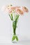 Beautiful tender blossoming of fresh cut bouquet of Ranunculus asiaticus or Persian buttercup