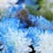 Beautiful tender blue flowers background