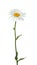 Beautiful tender chamomile flower