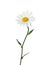 Beautiful tender chamomile flower on white