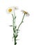 Beautiful tender chamomile flowers