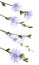 Beautiful tender chicory flowers on white background, collage. Vertical banner design