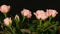 Beautiful tender fresh blooming pink rosebuds in a flower pot on a black background.