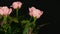 Beautiful tender fresh blooming pink rosebuds in a flower pot in water drops rotating on black background
