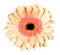 Beautiful tender orange gerbera