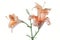 beautiful tender orange lily flowers