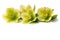 Beautiful tender spring inflorescences of the hellebore plant on a white background for design, congratulations.