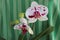 Beautiful tender two spotty white orchid flowers with four green buds