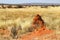 Beautiful Termite Hill - Namibia Africa