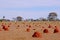 Beautiful termite mounds on dry grassy agricultural field, Bonito, Mato Grosso, Pantanal, Brazil