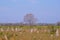 Beautiful termite mounds on dry grassy agricultural field, near Pocone, Mato Grosso, Pantanal, Brazil