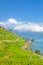 Beautiful terraced vineyards on the slopes by Swiss Geneva Lake, French Lac Leman. Popular tourist destination in amazing