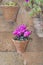 Beautiful terracotta flowerpot with pink cyclamen flowers