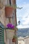 Beautiful terracotta flowerpots with pink cyclamen flowers