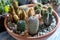Beautiful terrarium cactus