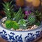 Beautiful terrarium with succulent, cactus,