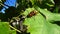 The beautiful and terrible giant Hornet big wasp keeps on a green grape leaf with a gust of wind. Close-up.