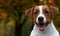 Beautiful terrier puppy outdoors in park