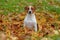 Beautiful terrier puppy outdoors in park