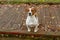 Beautiful terrier puppy outdoors in park