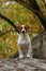 Beautiful terrier puppy outdoors in park