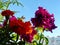 Beautiful terry petunia, a variety of `Double Cascade, Burgundy`.  Beautiful large and bright flowers with a variety of colors