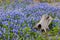 Beautiful Texas Bluebonnets and Stump