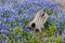 Beautiful Texas Bluebonnets and Stump