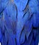 Beautiful texture of blue parrot bird wings, exotic background