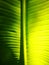 Beautiful texture from green fresh banana leaves with morning light on surface.Perfect pattern nature ,wallpaper design