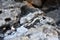 Beautiful texture of the light stone is photographed in close-up. Details of rock nature texture. A rocky ground surface